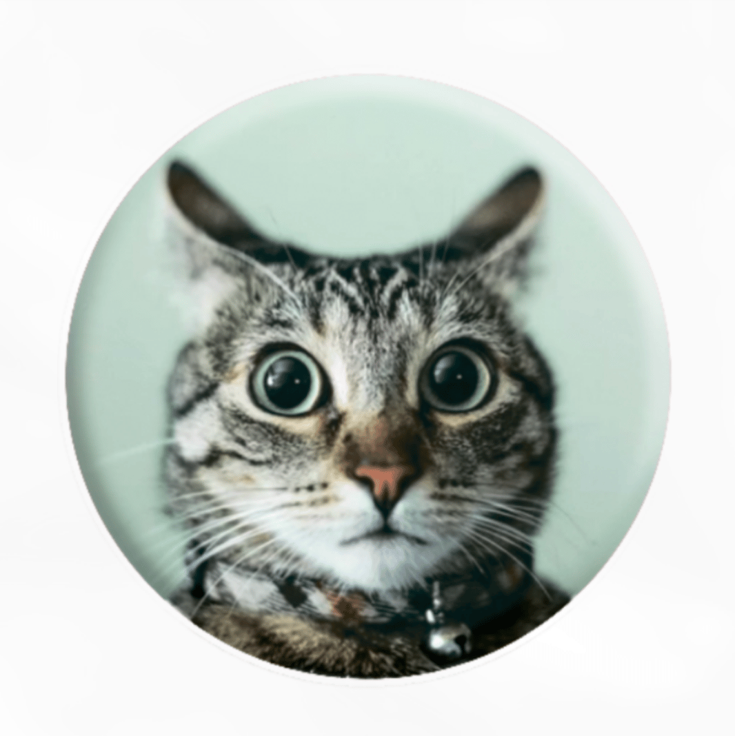 3D-стікер «Мем здивований кіт»