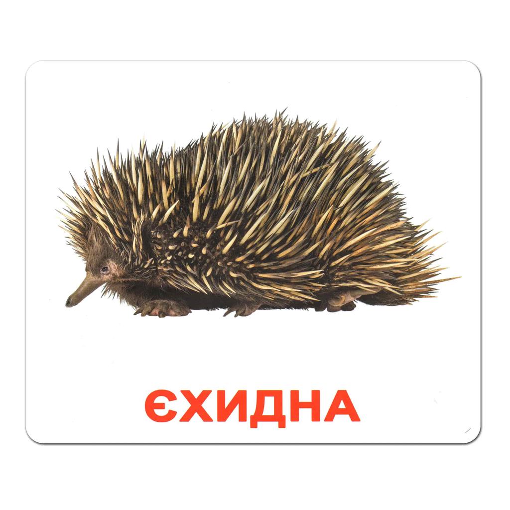 Обкладника "Ламіновані картки Домана «Екзотичні тварини»" Обкладинка "Ламіновані картки Домана «Екзотичні тварини»"