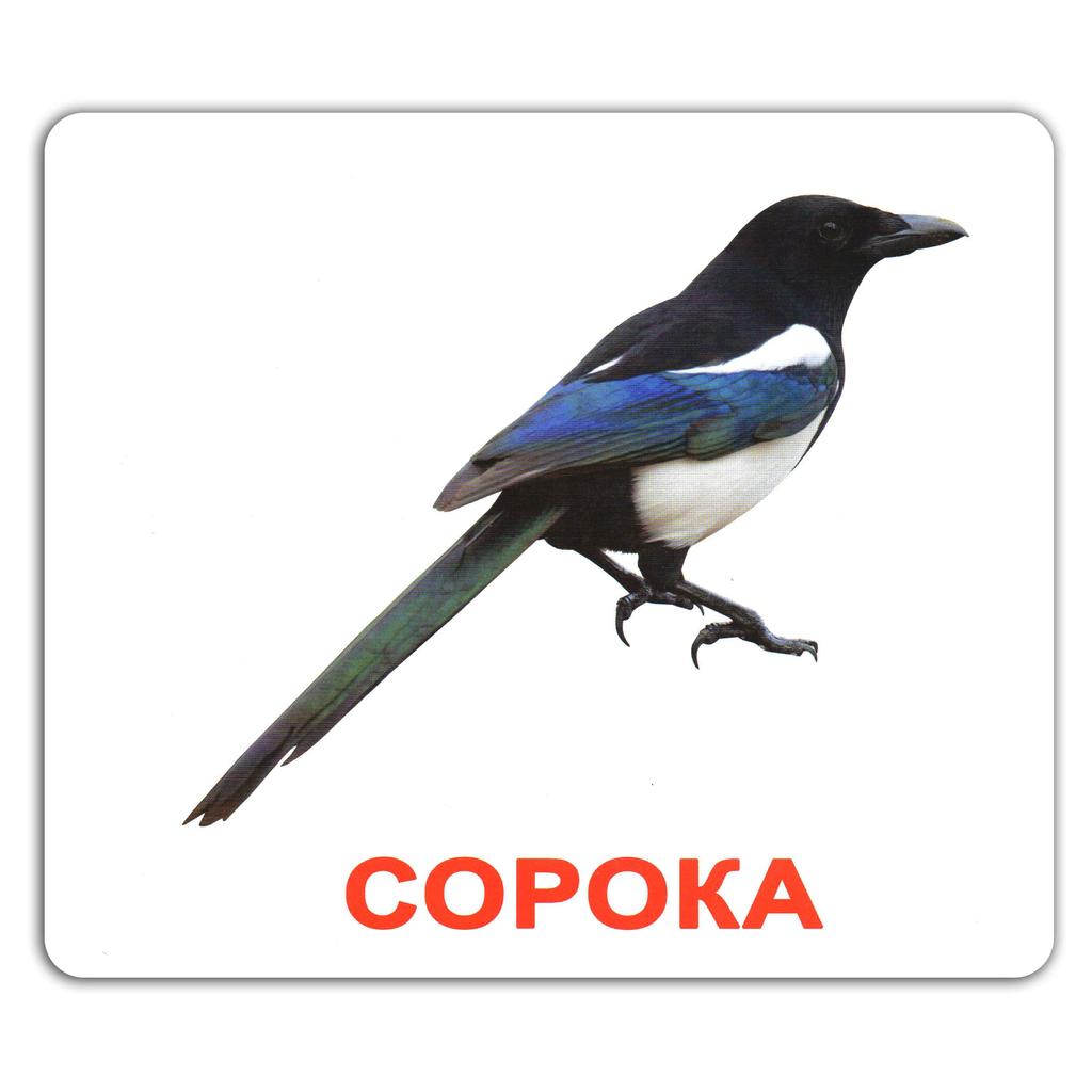 Обкладника "Ламіновані картки Домана «Мої перші знання»" Обкладинка "Ламіновані картки Домана «Мої перші знання»"