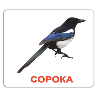 Ламіновані картки Домана «Мої перші знання»