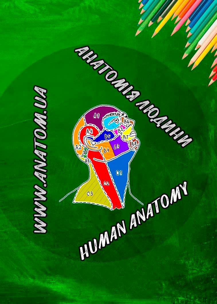 Обкладника "Анатомія людини" - 1 Фото Превью "Анатомія людини" - Фото №1