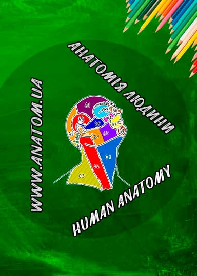 Анатомія людини