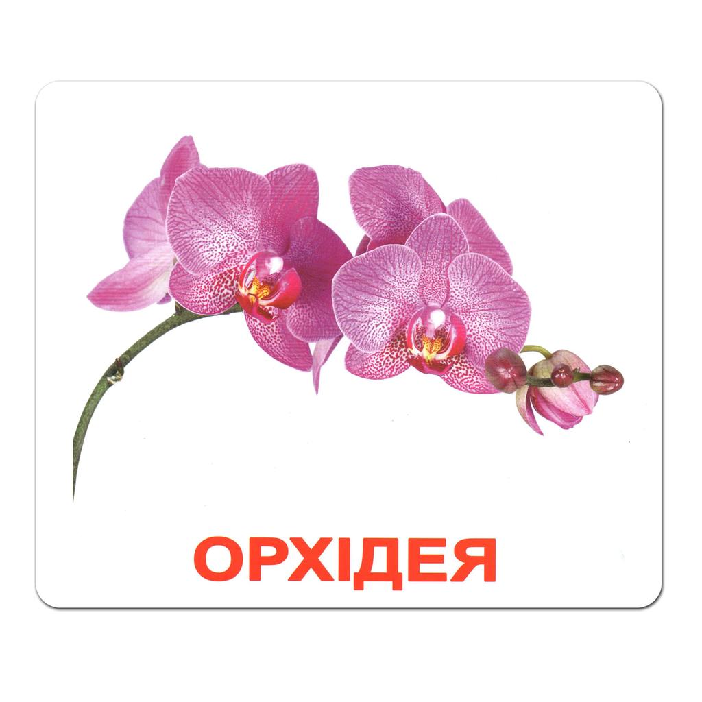 Обкладника "Ламіновані картки Домана «Квіти»" Обкладинка "Ламіновані картки Домана «Квіти»"