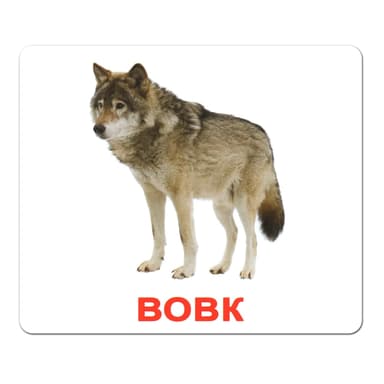 Ламіновані картки Домана «Дикі тварини»