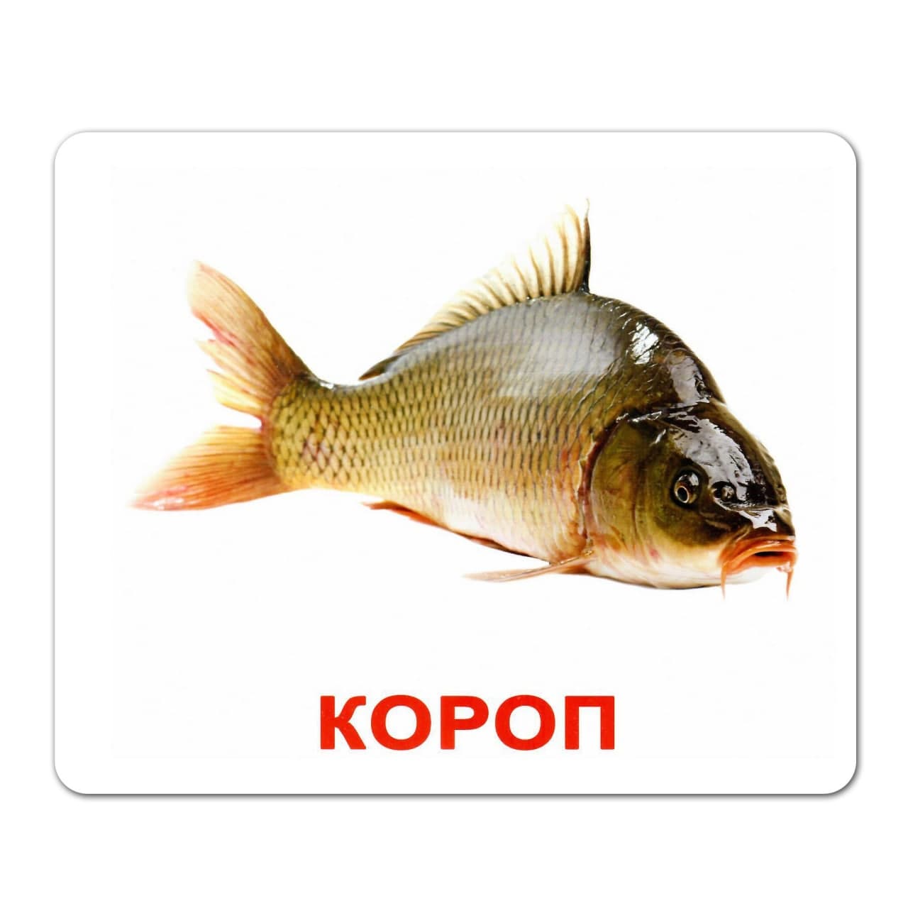 Ламіновані картки Домана «Мешканці водойм»