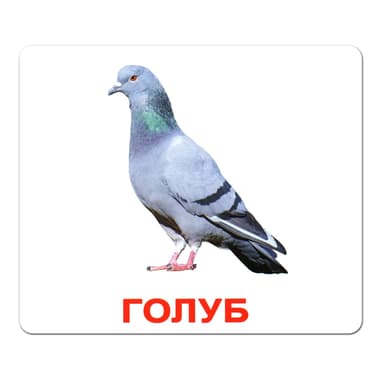 Ламіновані картки Домана «Птахи»