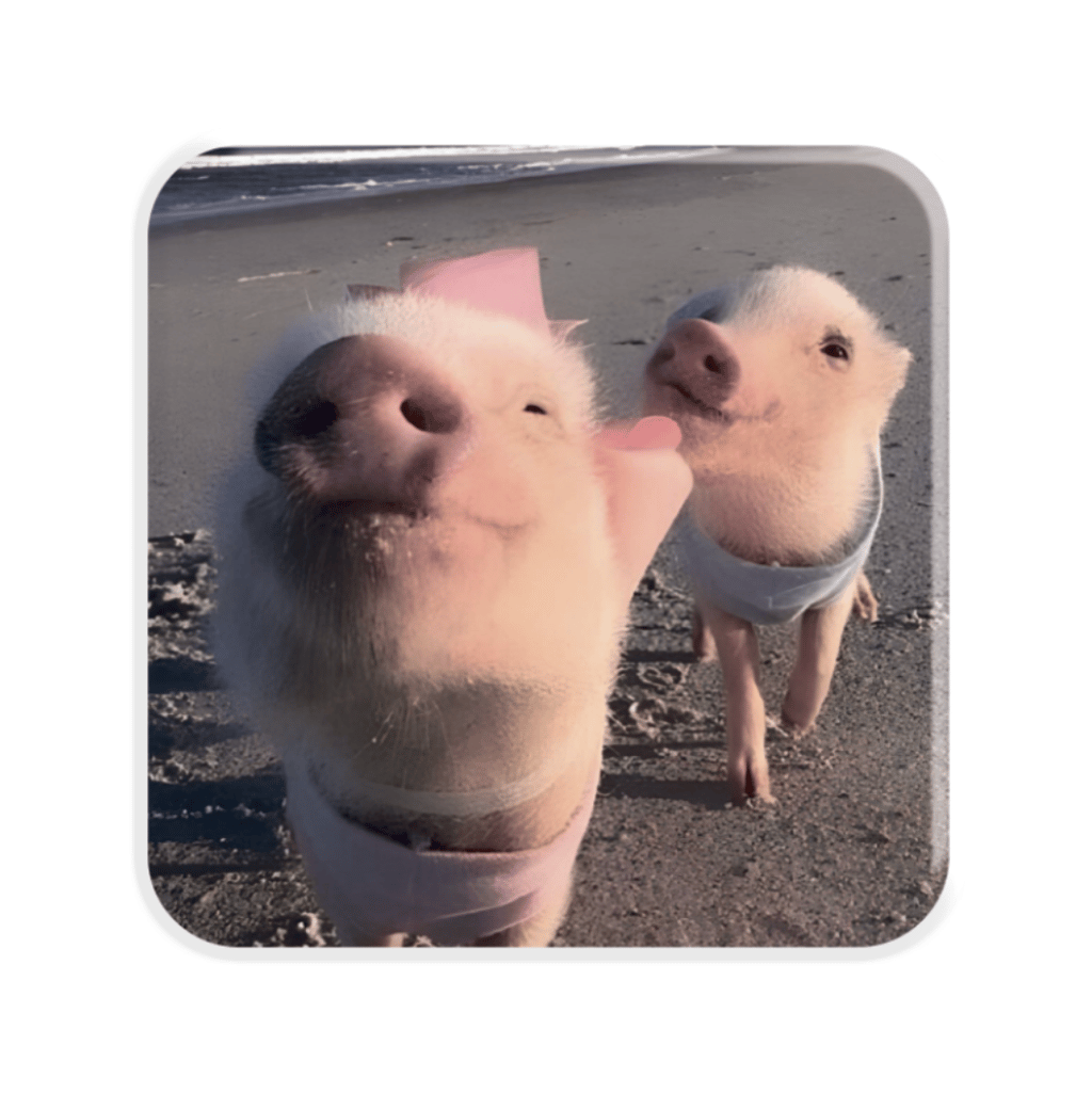 Обкладника "3D стікер «Piggy selfie»" Обкладинка "3D стікер «Piggy selfie»"