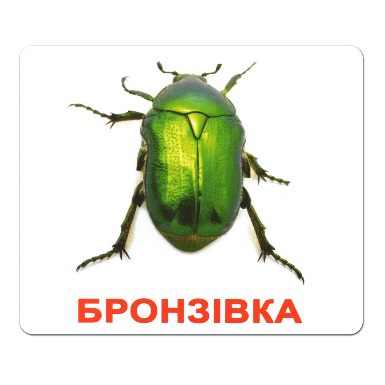 Ламіновані картки Домана "Комахи"