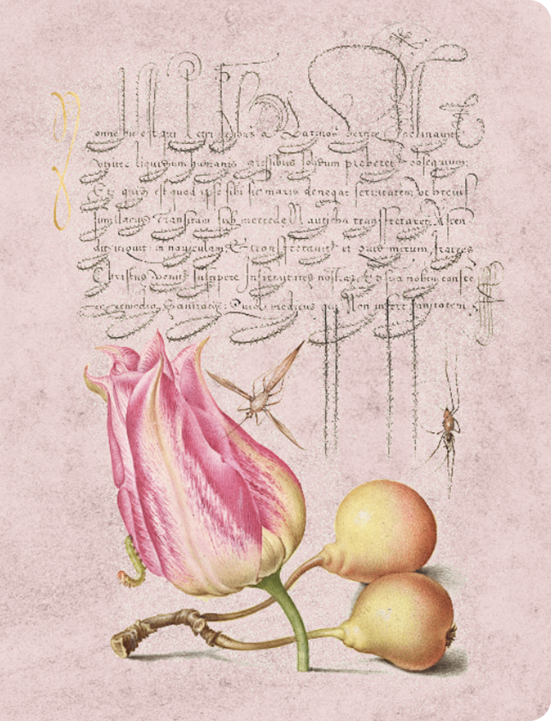 Скетчбук для малювання "Тюльпан і груші"