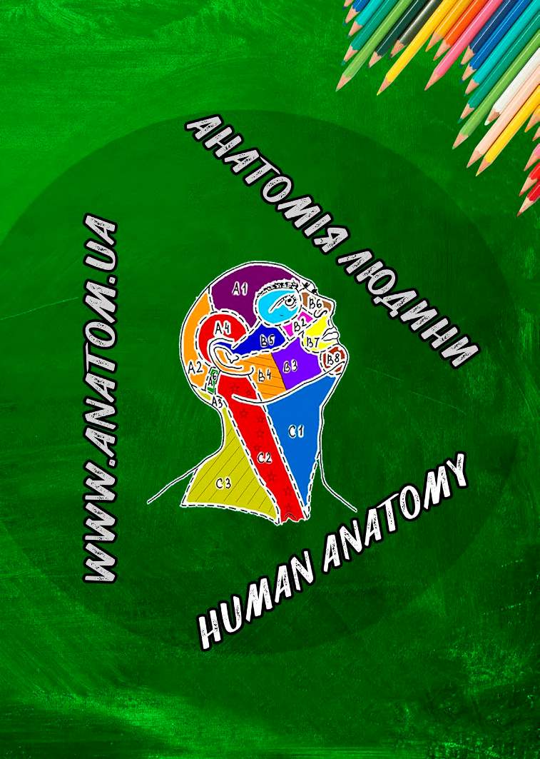 Анатомія людини