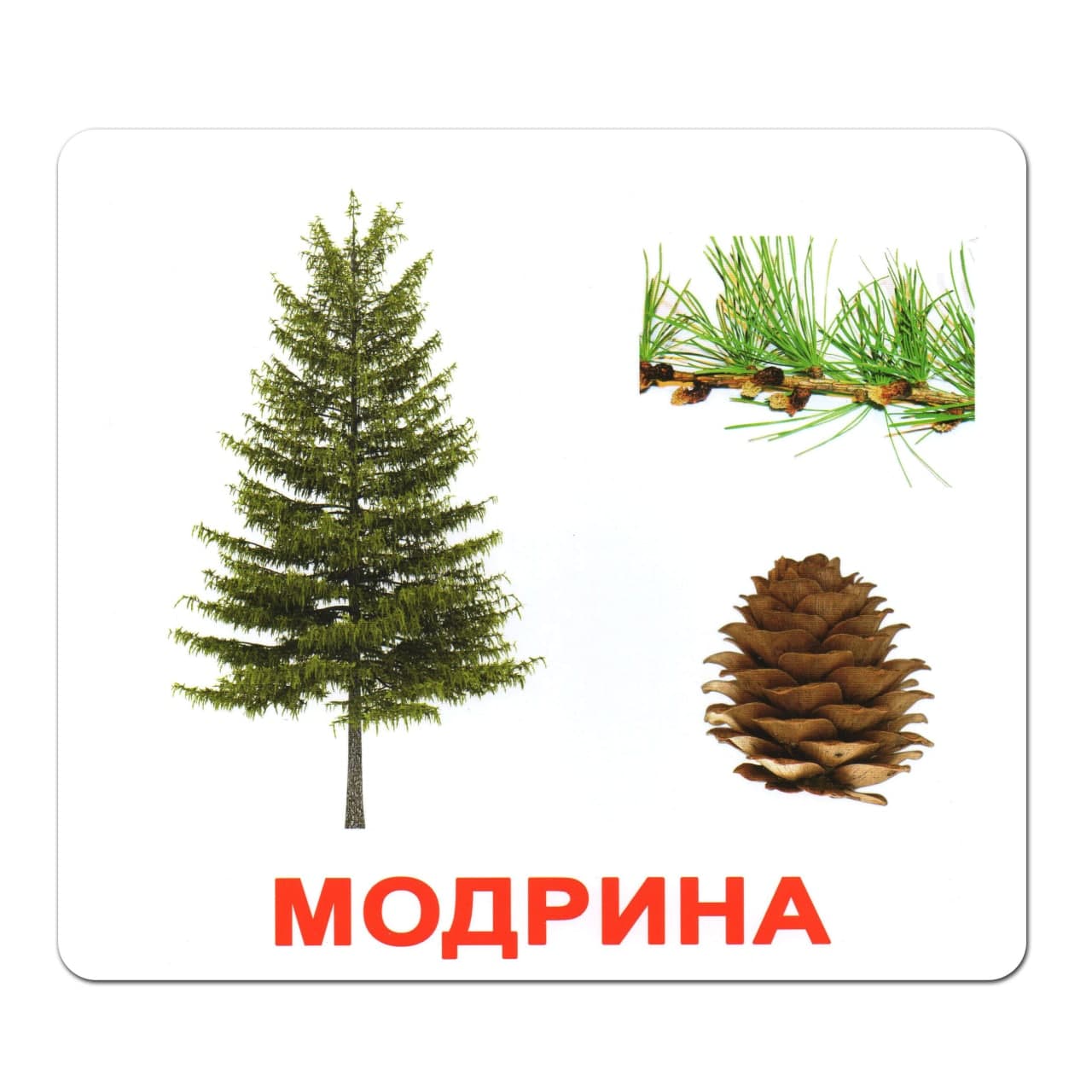 Ламіновані картки Домана "Дерева"